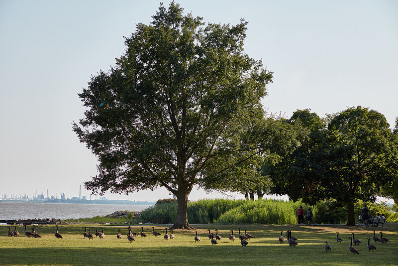 Canada geese on the green beside the Delaware River in New Castle, under a big shade tree